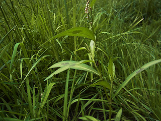 Persicaria maculosa