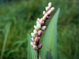 Persicaria maculosa