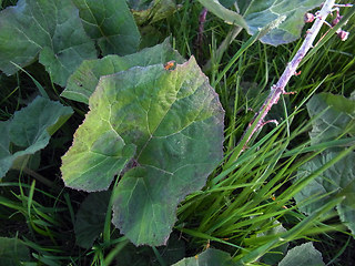 Petasites hybridus