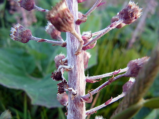 Petasites hybridus