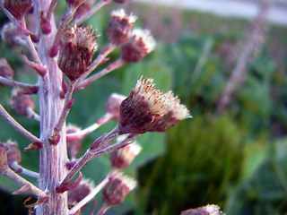 Petasites hybridus