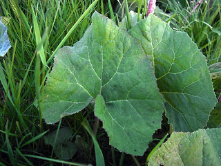 Petasites hybridus