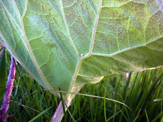 Petasites hybridus