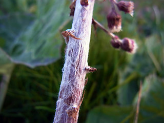 Petasites hybridus