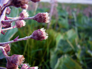 Petasites hybridus