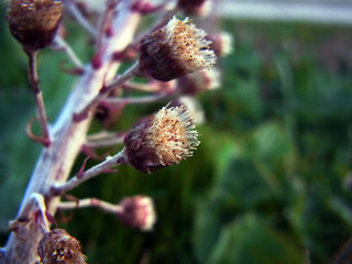 Petasites hybridus