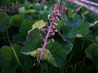 Petasites hybridus