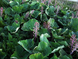 Petasites hybridus