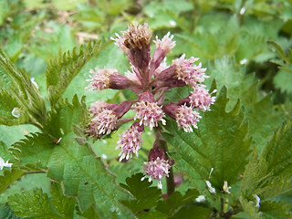 Petasites hybridus