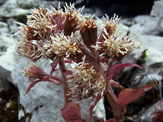 Petasites paradoxus