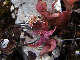 Petasites paradoxus