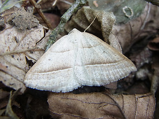 Petrophora chlorosata