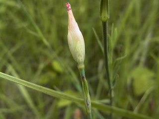 Petrorhagia prolifera