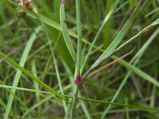 Petrorhagia prolifera