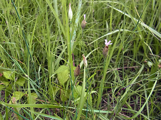 Petrorhagia prolifera