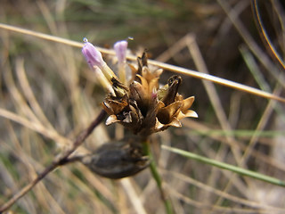 Petrorhagia prolifera