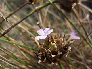 Petrorhagia prolifera