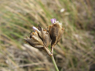 Petrorhagia prolifera