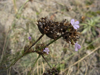 Petrorhagia prolifera