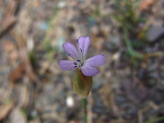 Petrorhagia prolifera