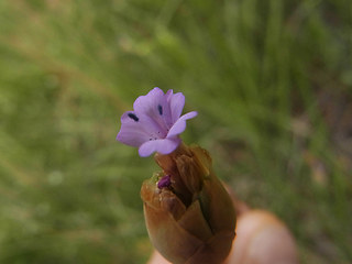 Petrorhagia prolifera