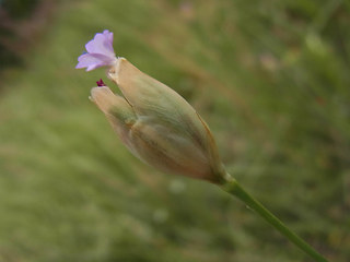 Petrorhagia prolifera