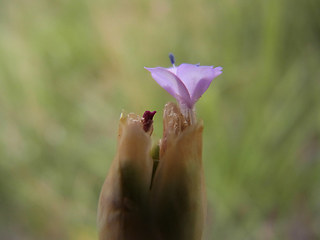 Petrorhagia prolifera