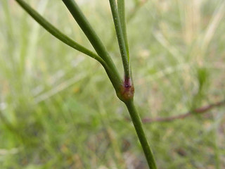 Petrorhagia prolifera