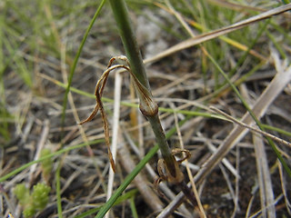 Petrorhagia prolifera