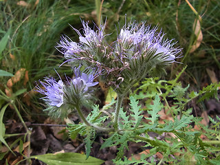 Phacelia tanacetifolia