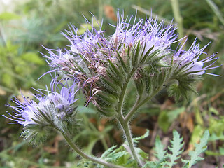 Phacelia tanacetifolia