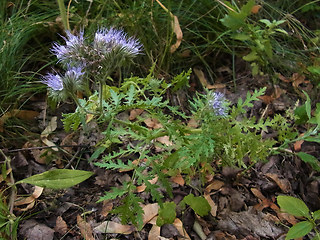 Phacelia tanacetifolia