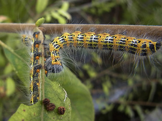 Phalera bucephala