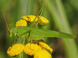 Phaneroptera falcata
