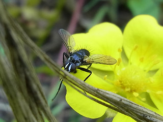 Phania funesta