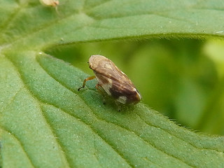 Philaenus spumarius