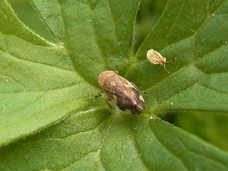 Philaenus spumarius