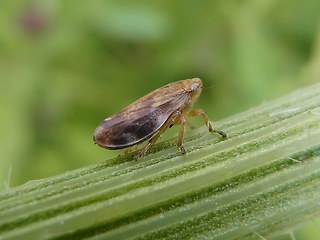 Philaenus spumarius
