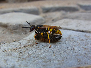 Philanthus triangulum