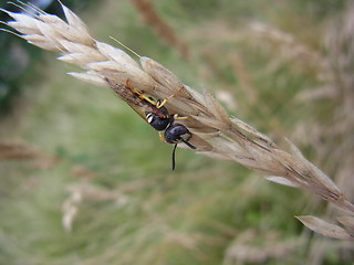 Philanthus triangulum