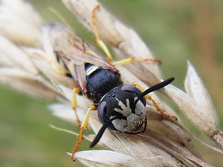 Philanthus triangulum