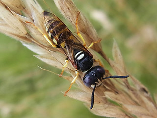 Philanthus triangulum