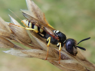 Philanthus triangulum