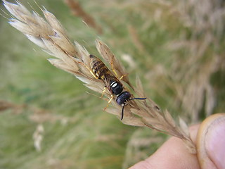 Philanthus triangulum