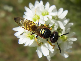 Philanthus triangulum