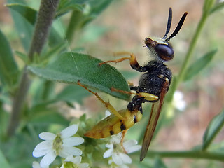 Philanthus triangulum