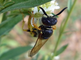 Philanthus triangulum