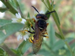 Philanthus triangulum