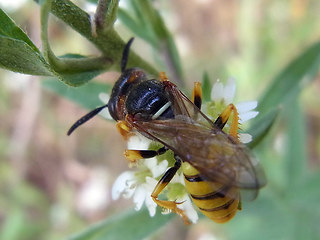 Philanthus triangulum