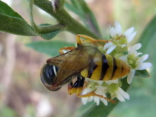 Philanthus triangulum